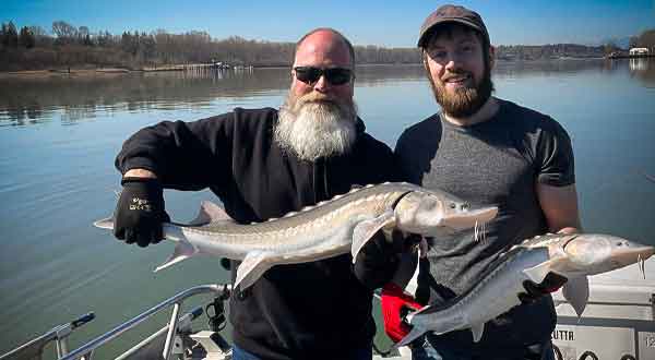 2 men holding sturgeons caught in the Fraser River