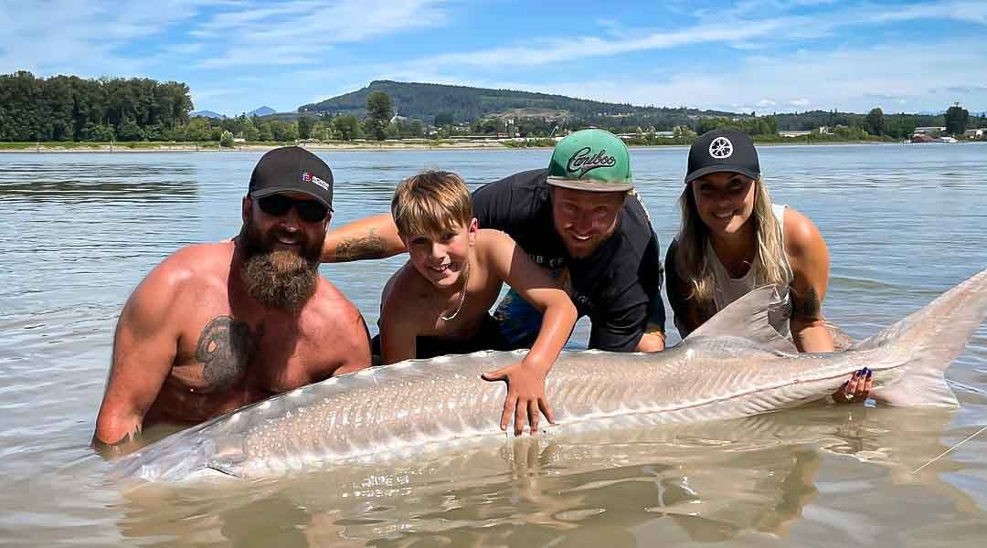 Fraser River Sturgeon Life Cycle