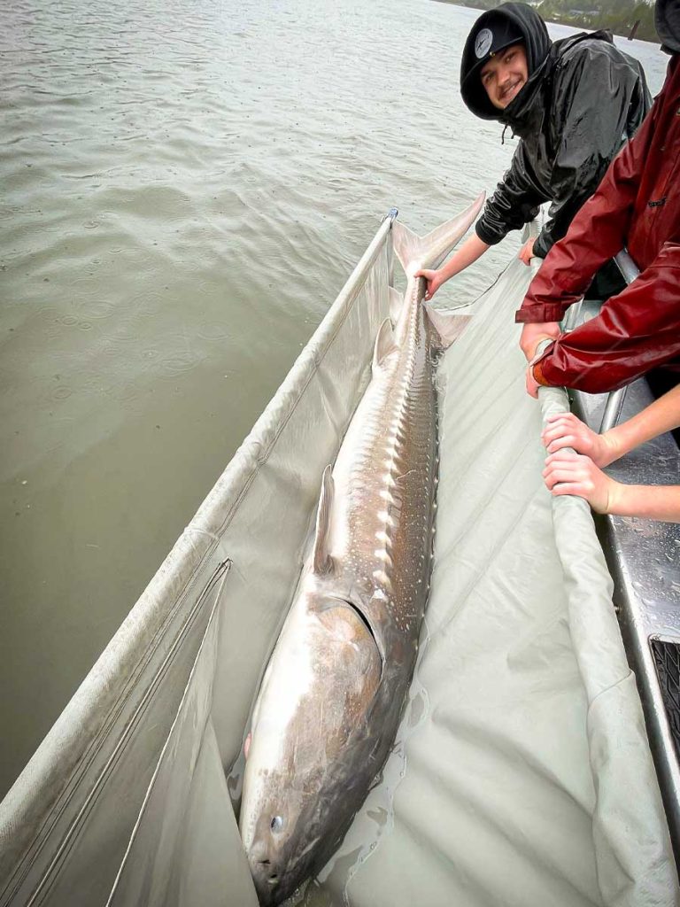 Sturgeon fishing Gallery image