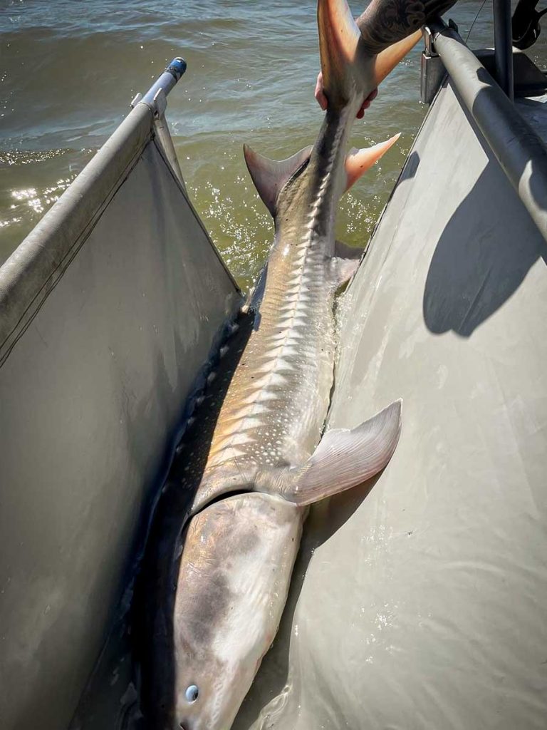 Sturgeon fishing Gallery image