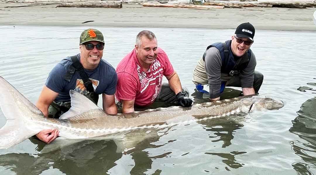 The Great White Sturgeon