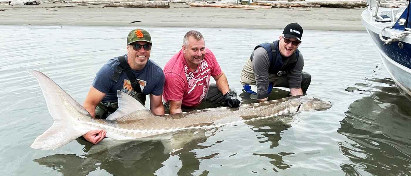 The Great White Sturgeon being held in the water by three men.