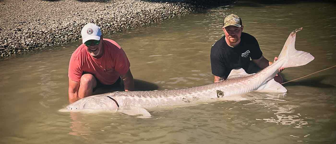 Two men are kneeling in shallow water, proudly holding a massive sturgeon. The fish spans almost the entire width of the image, showcasing its impressive size. - The Sturgeon Season is Not Over!