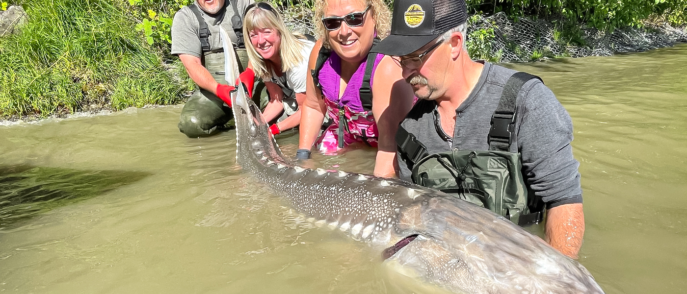 Group of friends holding a Sturgeon in the Fraser River