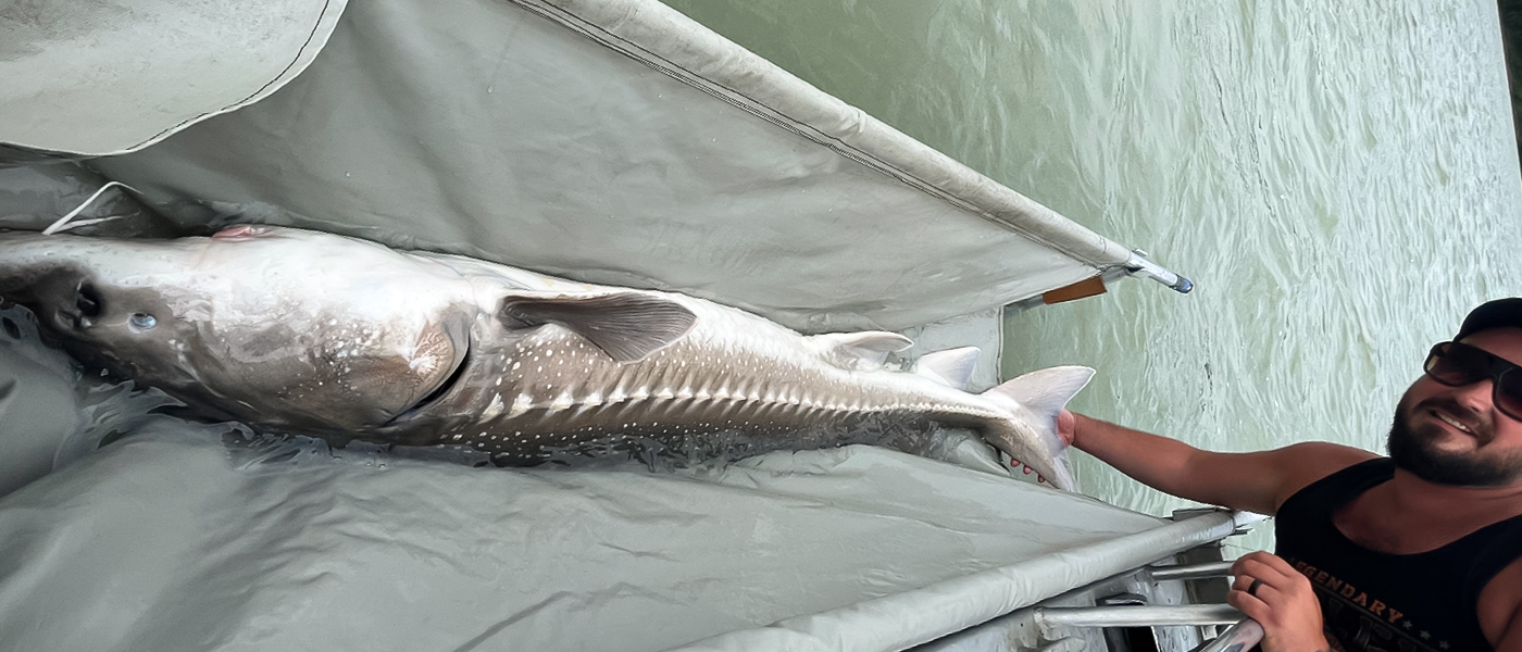 Man in hat and sunglasses with a black tank top shows off a white sturgeon caught on the Fraser River.