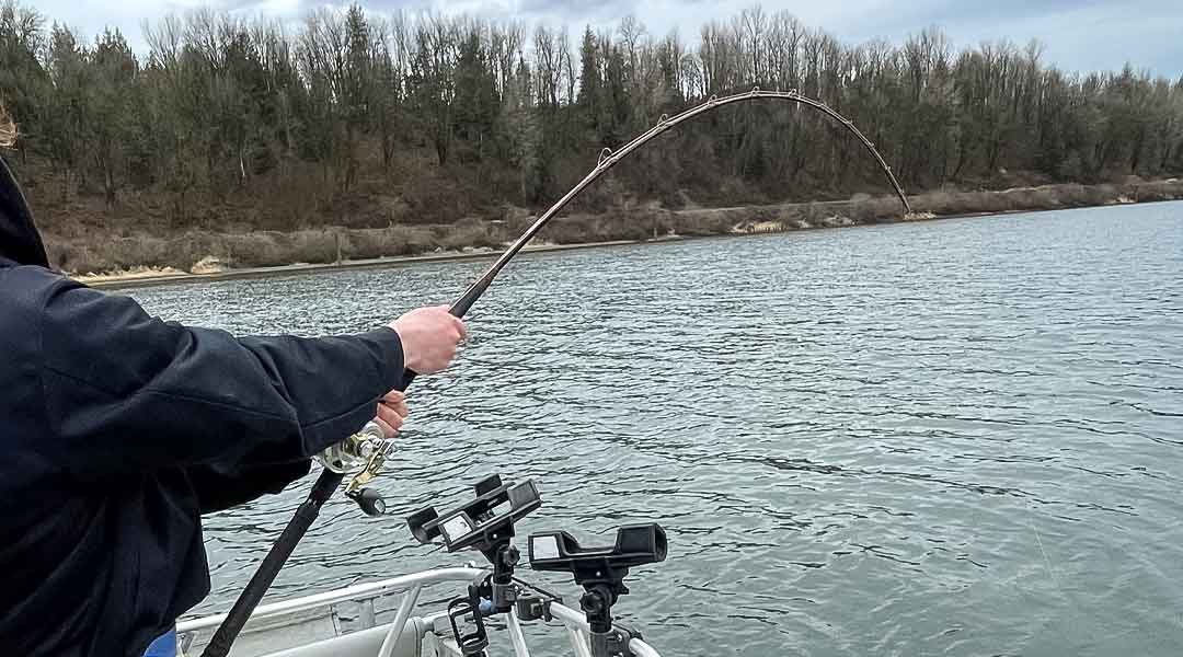 Exploring the Best Seasons for Sturgeon Fishing on the Fraser River with Golden Ears Fishing