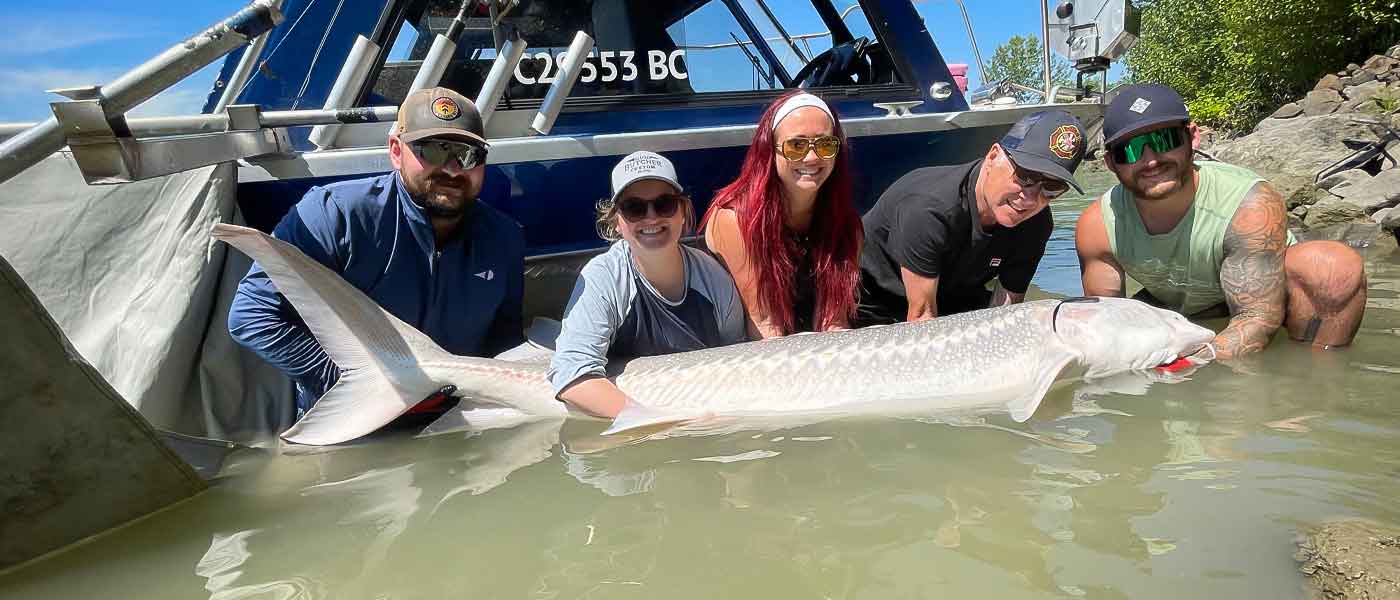 Alberta Sturgeon Anglers-1 Group of anglers holding a large white sturgeon in shallow water beside a Fraser River fishing boat during a guided sturgeon fishing trip in British Columbia