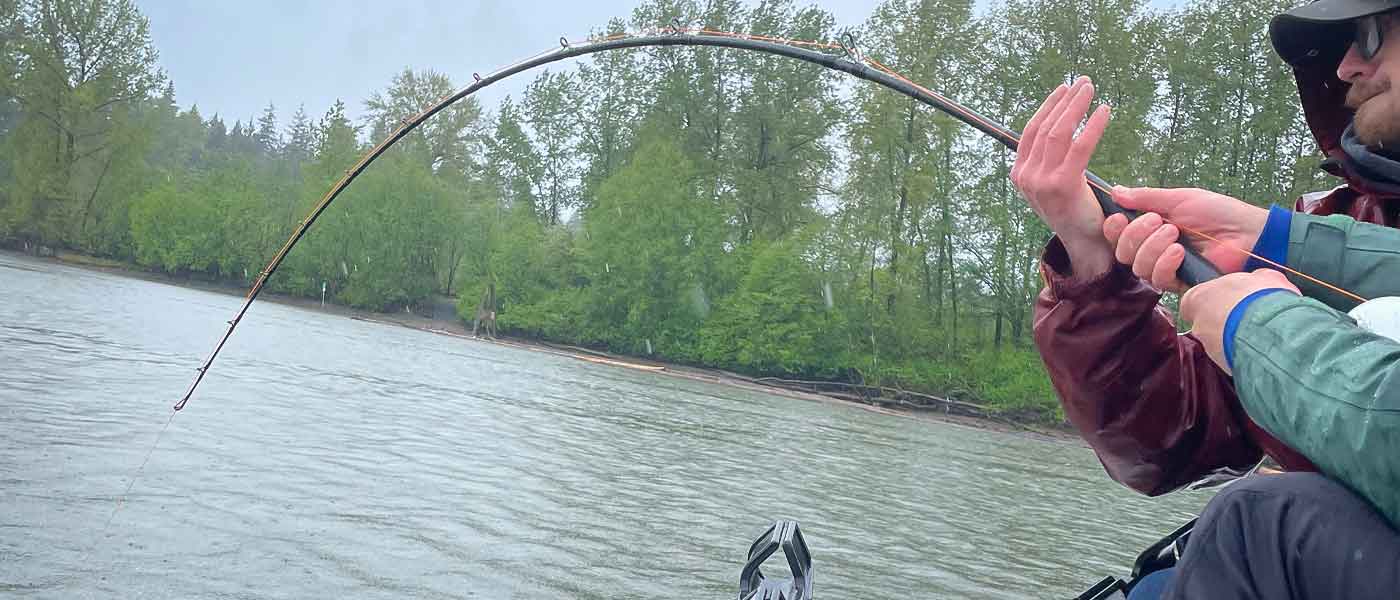 Sturgeon Fishing in BC Angler battling a powerful Fraser River white sturgeon with deeply bent rod during a rainy guided sturgeon fishing charter in British Columbia